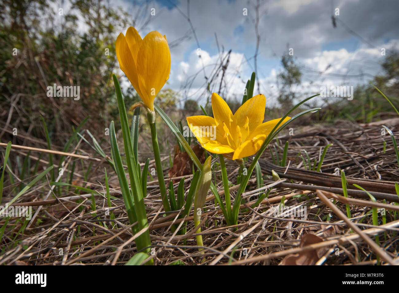 Yellow Sternbergia (Sternbergia lutea) in flower, near the Etruscan tombs at Norchia, near Viterbo, Lazio, Italy, October Stock Photo