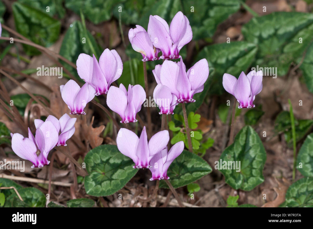 Sowbread (Cyclamen hederifolium) in flower,  an autumn flowering species, near the Etruscan tombs at Norchia, near VIterbo, Lazio, Italy, October Stock Photo