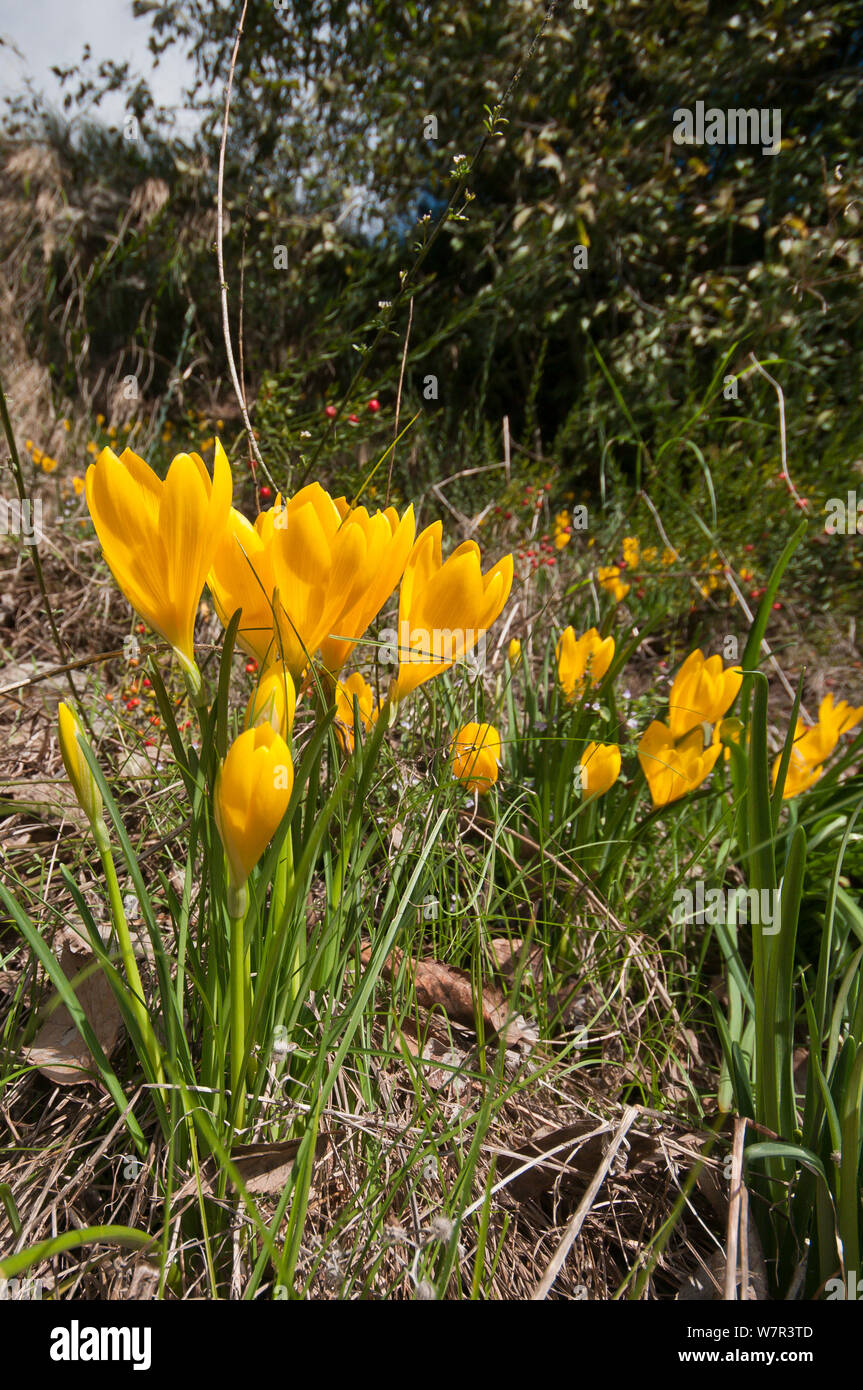 Yellow Sternbergia (Sternbergia lutea) in flower, growing near the Etruscan tombs at Norchia, near Viterbo, Lazio, Italy, October Stock Photo