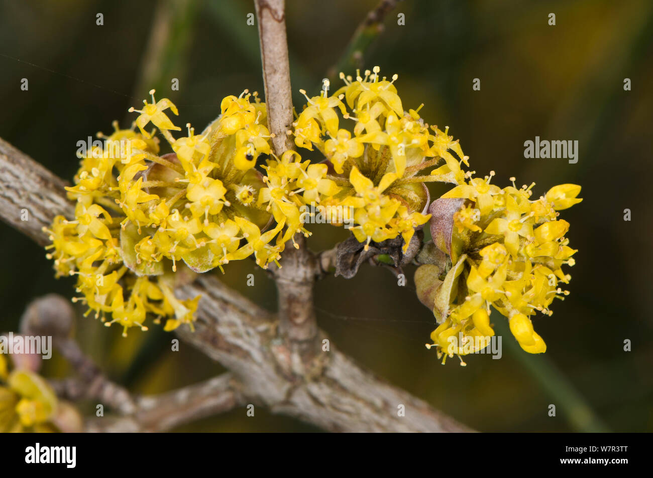 Flowers Elm Tree High Resolution Stock Photography and Images Alamy