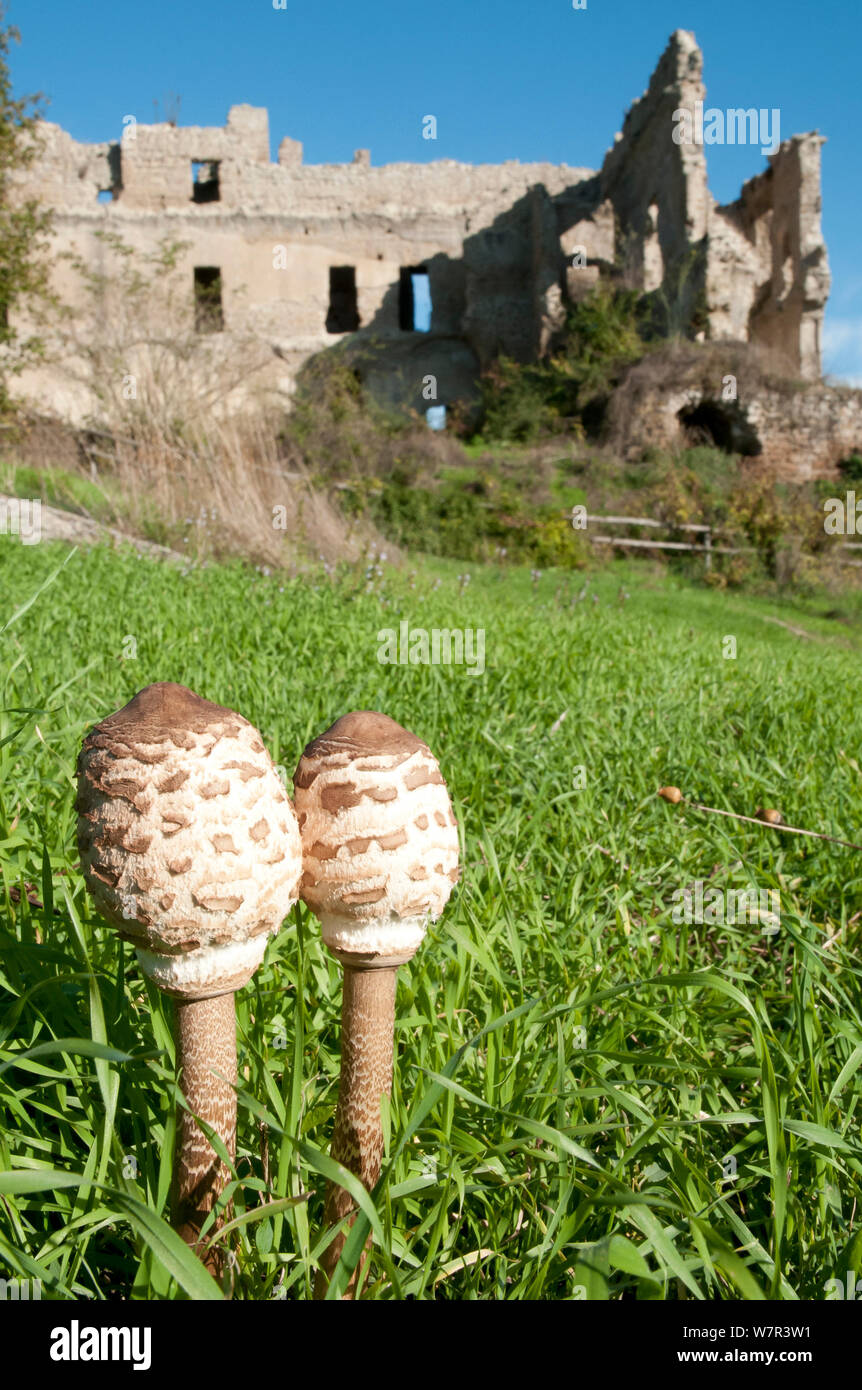 Parasol mushrooms (Macrolepiota procera) before they open, in grass near ruins,  Marturanum,  Lazio, Italy, March Stock Photo
