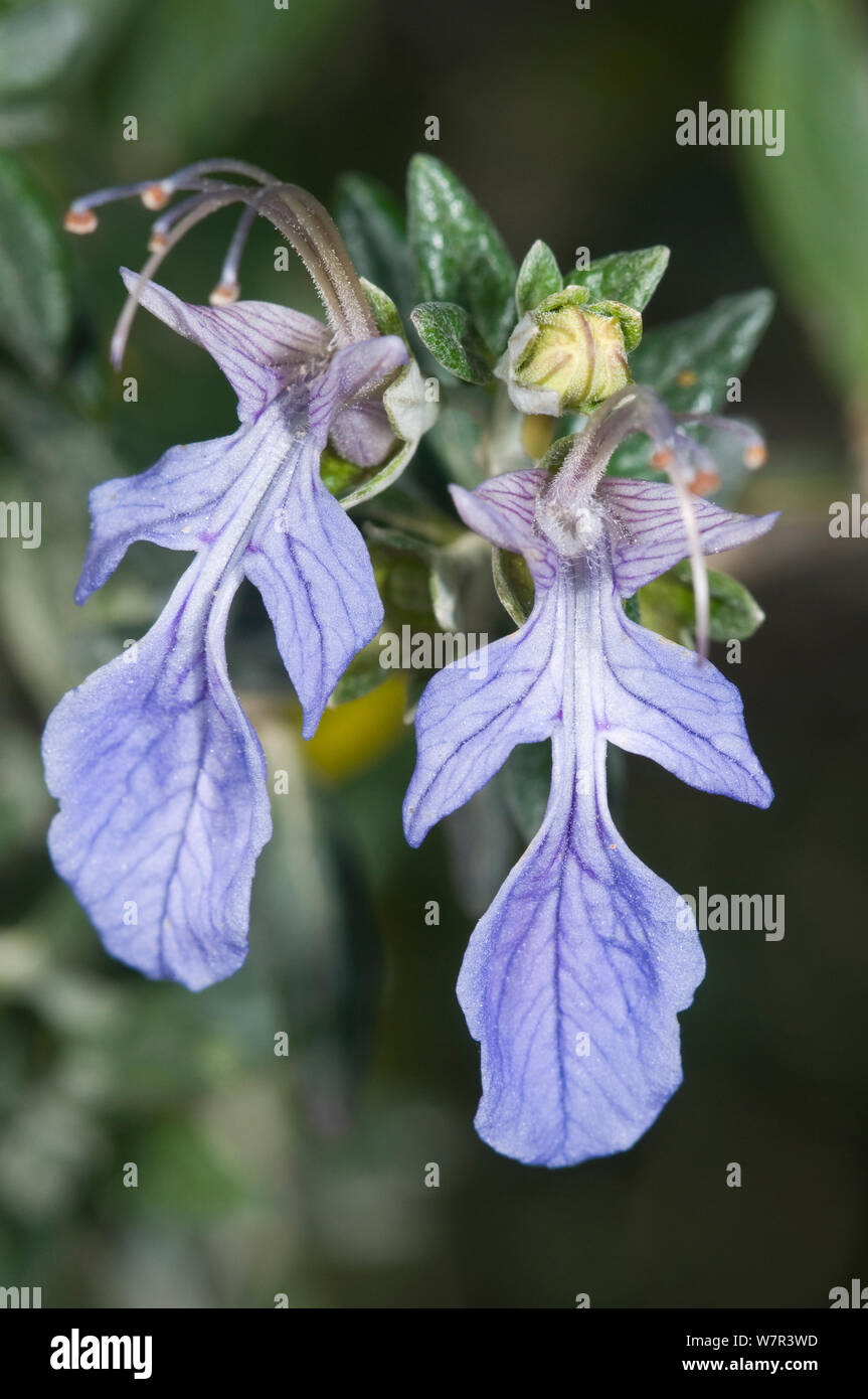 Tree germander (Teucrium fruticans) in flower, Uccellini Hills, Tuscany, Italy, April Stock Photo