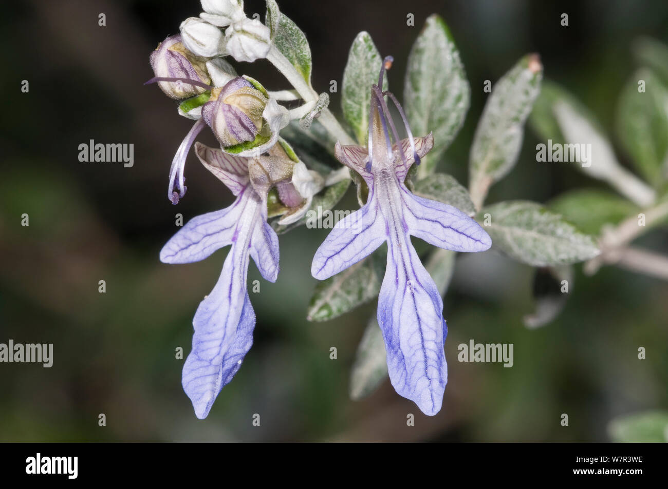 Tree germander (Teucrium fruticans) in flower, Uccellini Hills, Tuscany, Italy, April Stock Photo