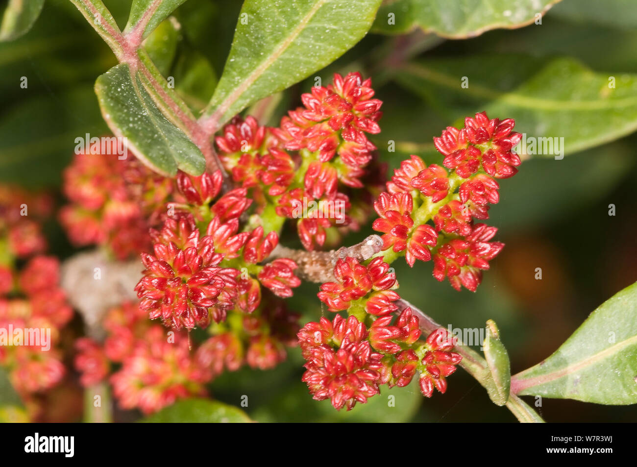 Mastic Tree (Pistacia lentiscus) in flower,  a common component of garrigue vegetation, Uccellini Hills, Tuscany, Italy, April Stock Photo