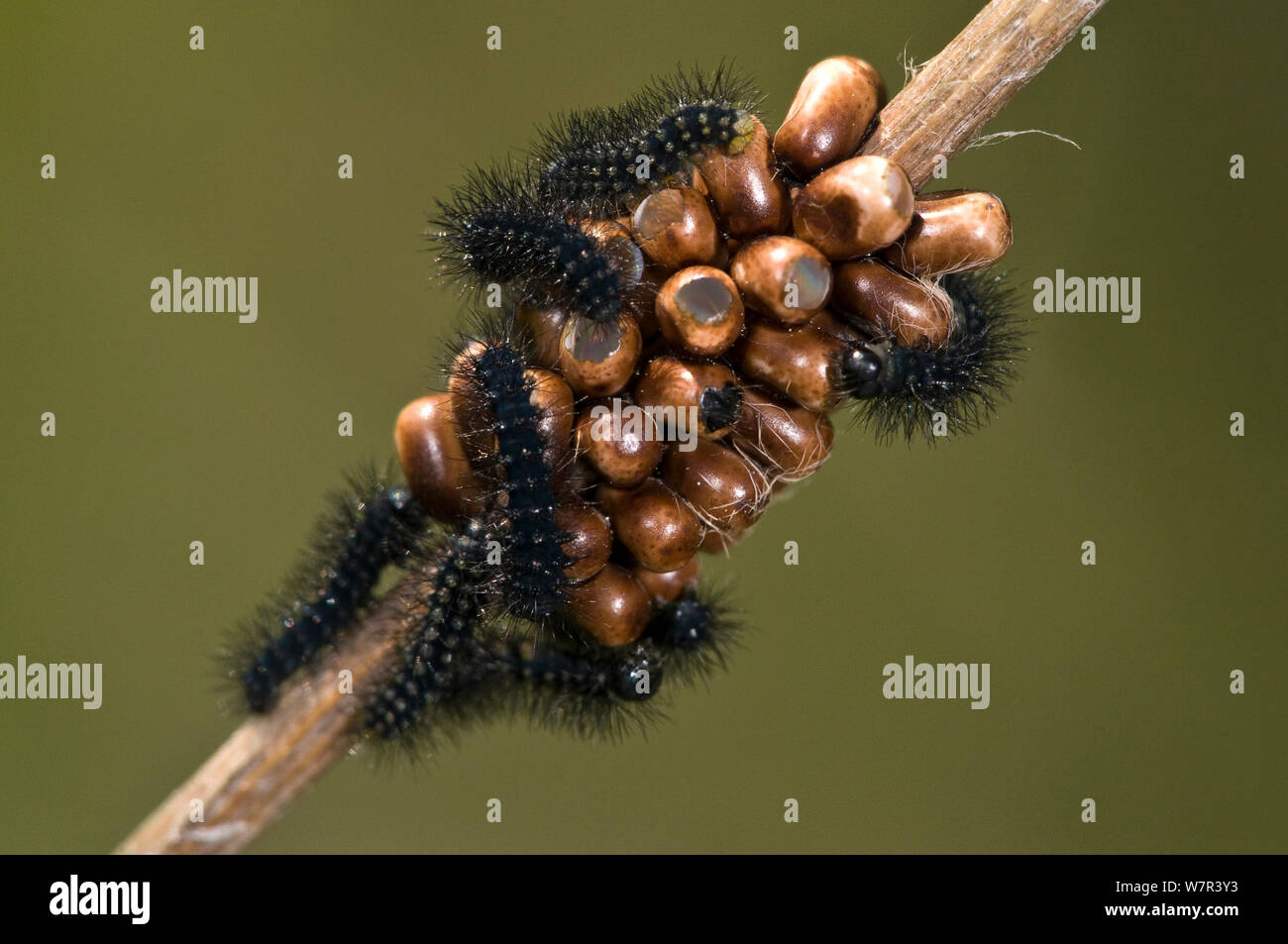 Emperor Moth (Saturnia pavoniella) eggs and larvae. Torrealfina