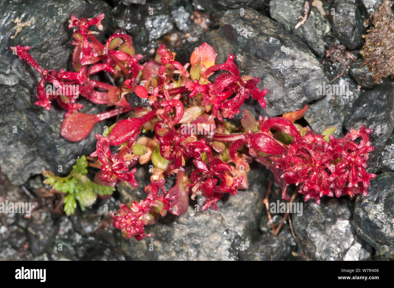 Horned Dock (Rumex bucephalorus) in flower, on serpentine gravel near Kissos Kambos, Spili, Crete, April Stock Photo