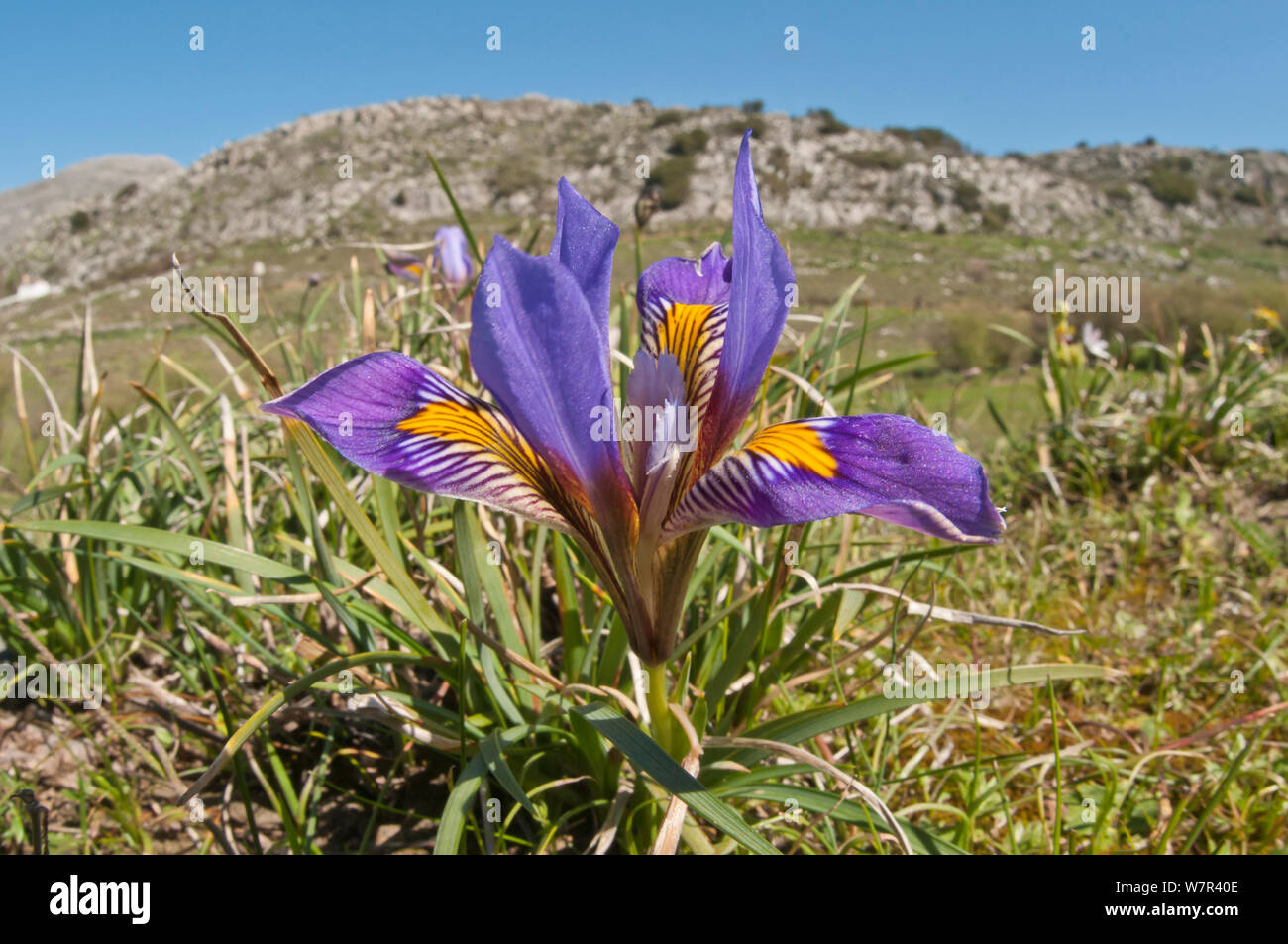 Cretan Iris (Iris cretensis / unguicularis ssp cretensis) in flower, Gious Kambos, Spili, Crete, April Stock Photo