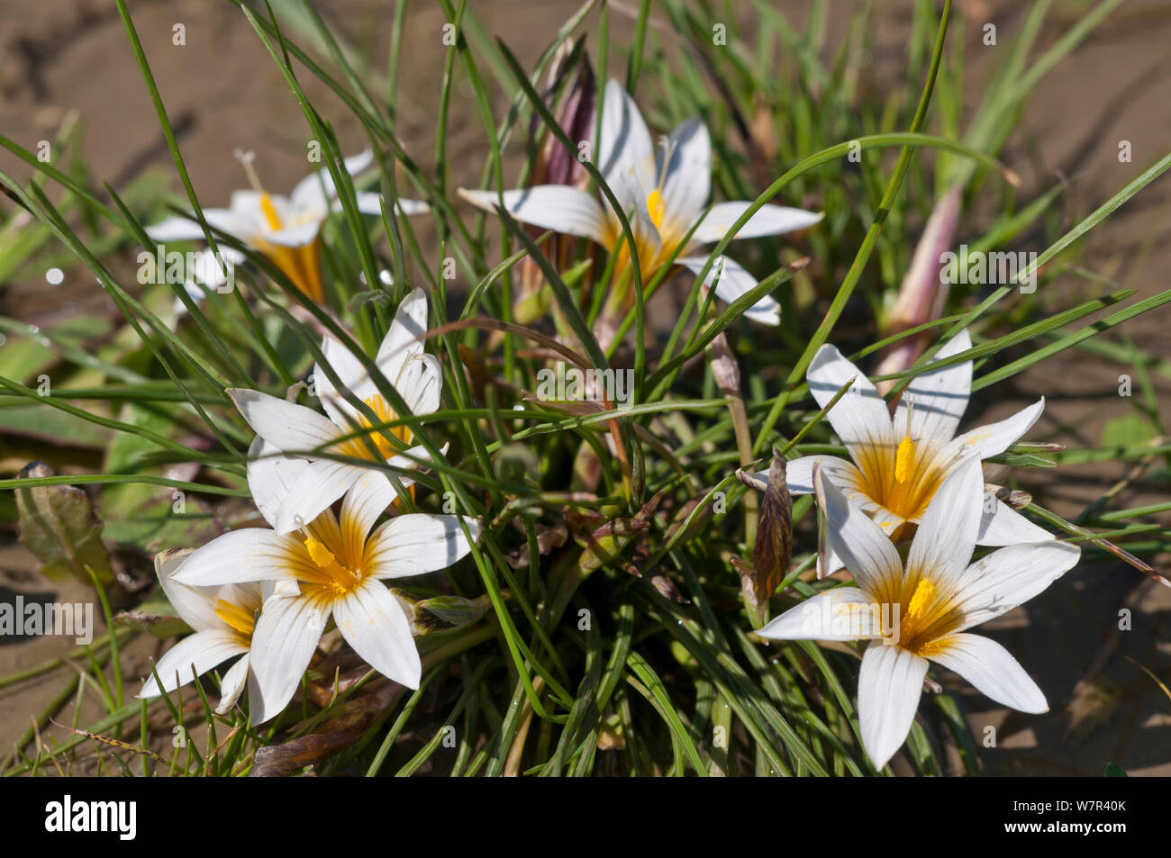 Sand Crocus (Romulea bulbocodium)in flower, Gious Kambos, Spili, Crete, April Stock Photo