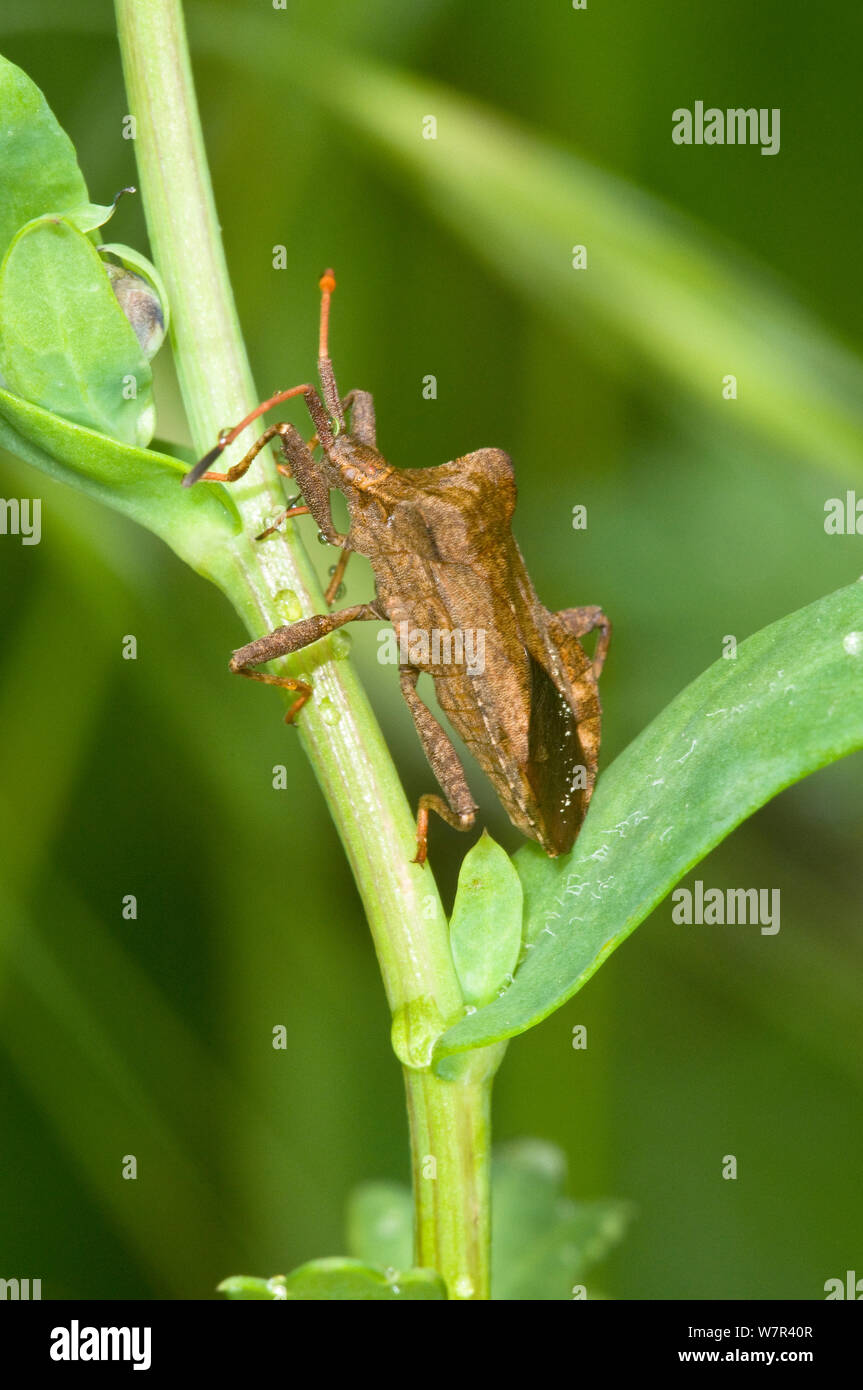 Rhomboid Shield Bug (Verlusia rhombea) on bush in dry grassland, Orvieto, Italy Stock Photo