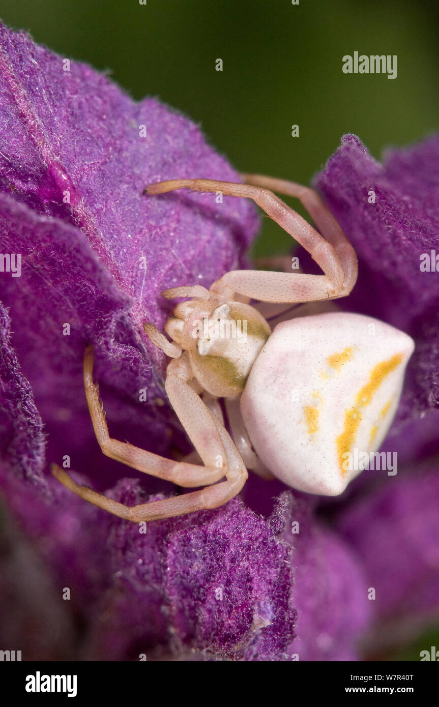 Crab Spider (Thomisus onustus) female on flower, Orvieto, Italy Stock Photo