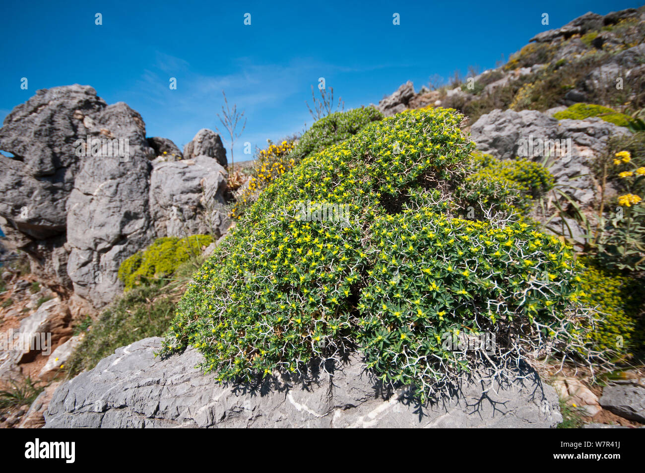 Greek spiny spurge (Euphorbia acanthothamnos) in flower, Plakias, Heraklion, Crete, April Stock Photo
