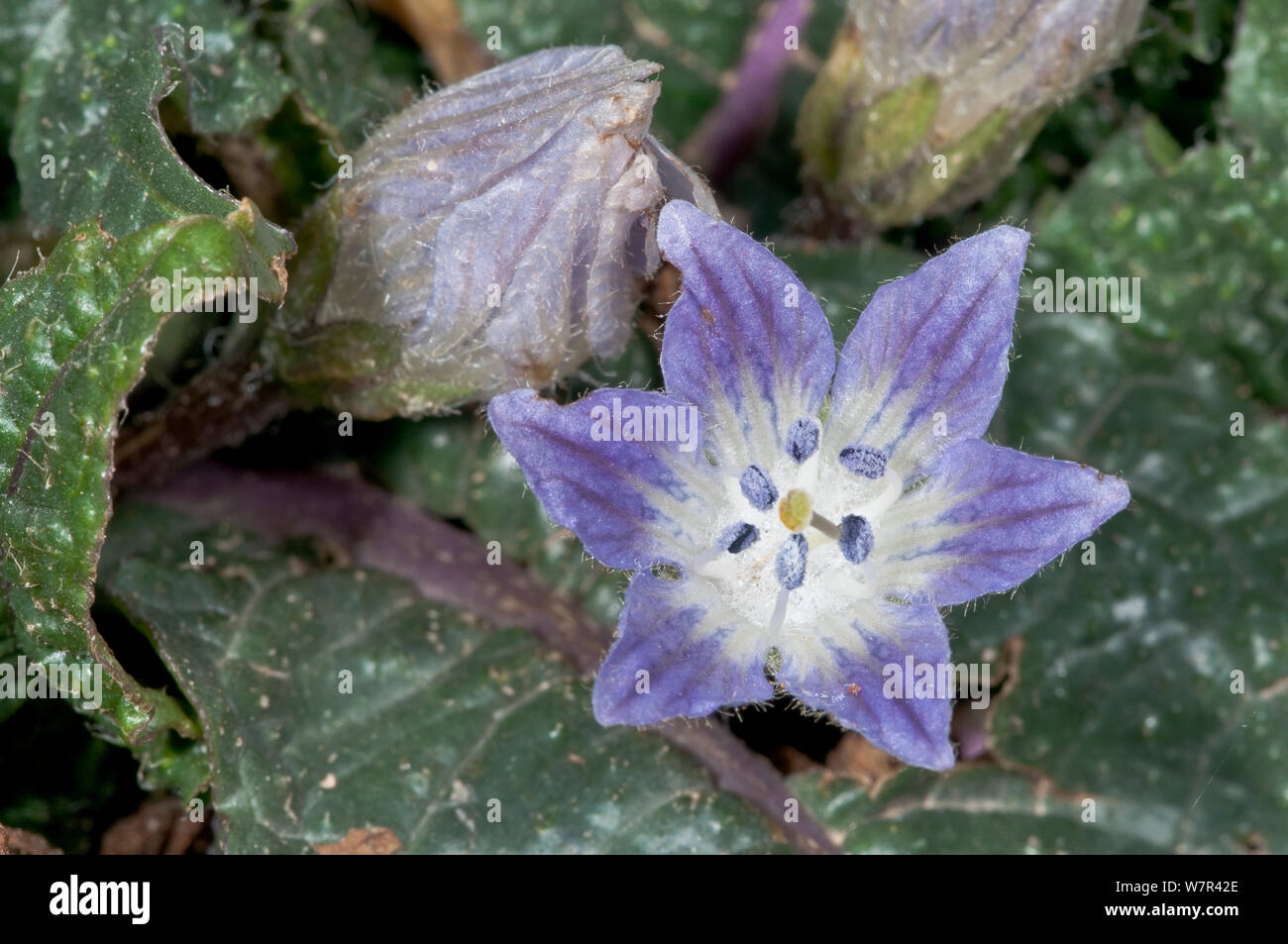 Mandrake (Mandragora autumnalis / officinarum) in flower, near Plakias, Crete, April Stock Photo