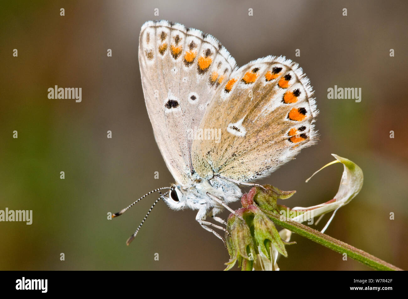 Common Blue butterfly (Polyommatus icarus) female with wings closed, Gargano, Italy, May Stock Photo