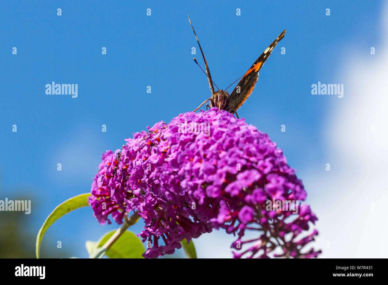 Butterflies On Buddleia Bush Stock Photos Butterflies On