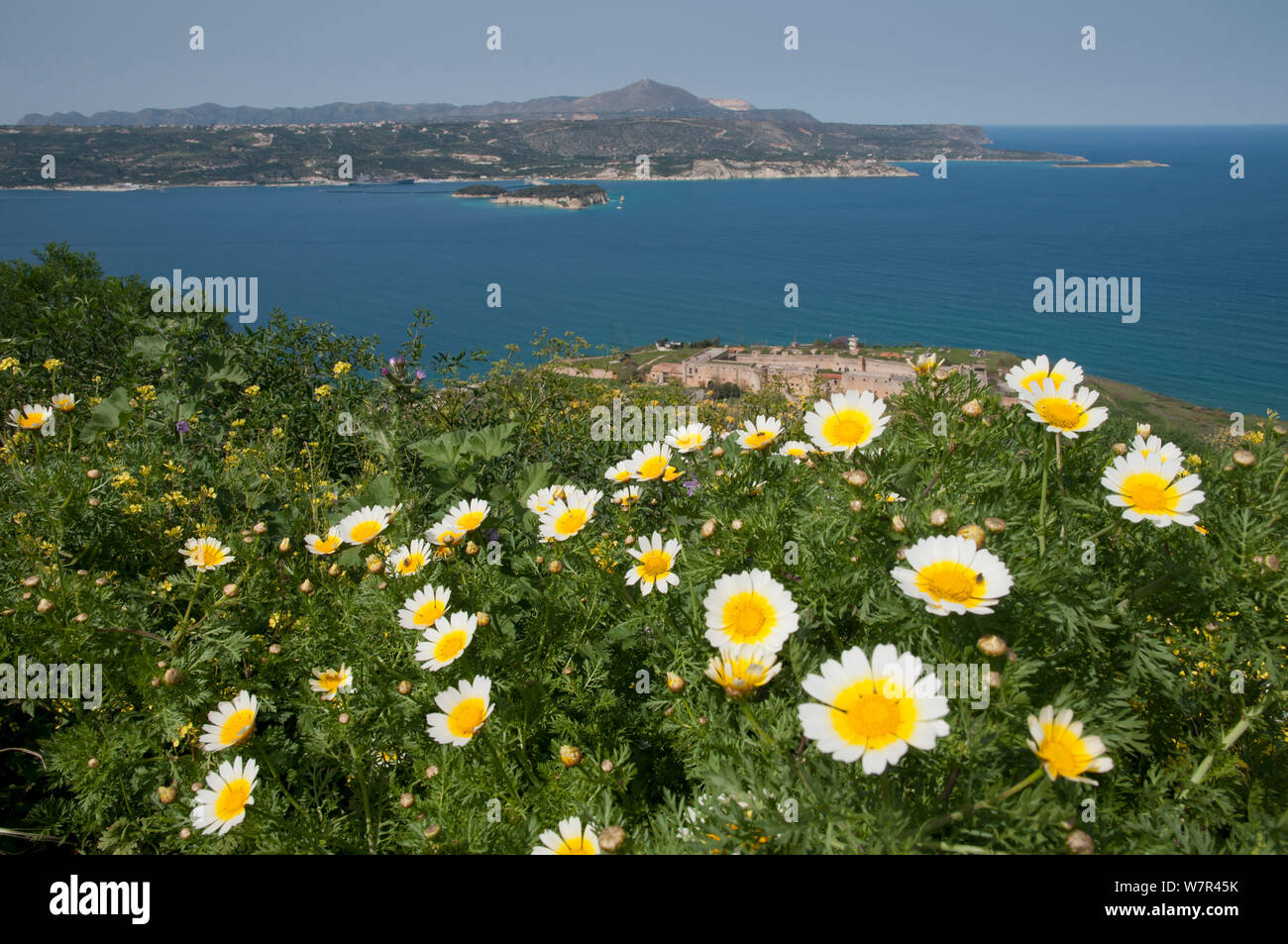 View of Soyda Bay with Crown Daisies, (Chrysanthemum coronarium) Crete, April 2011 Stock Photo