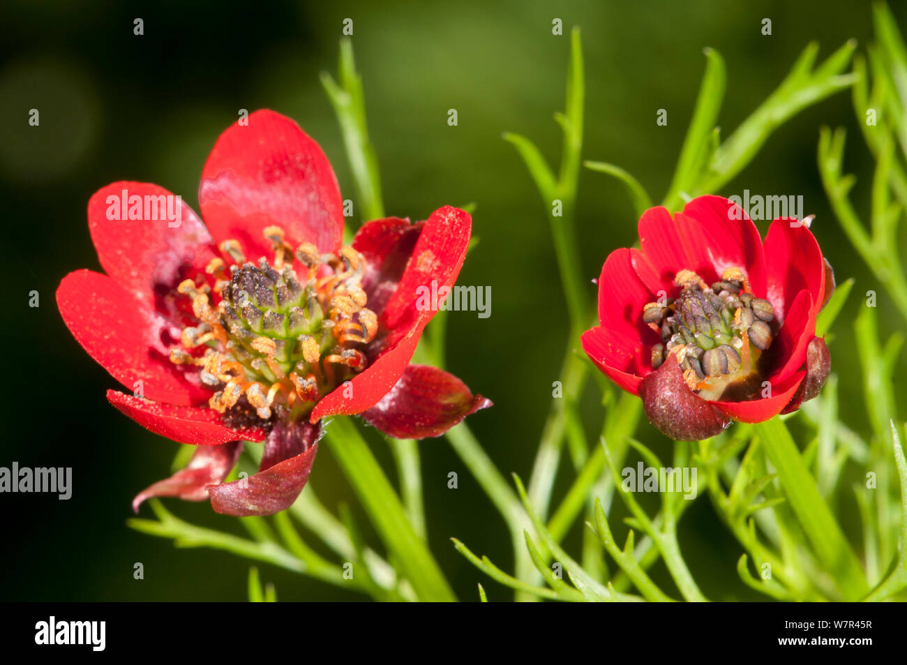 Pheasant's eye (Adonis cretica / microcarpa) in flower, red form, Akrotiri, Chania, Crete, April Stock Photo
