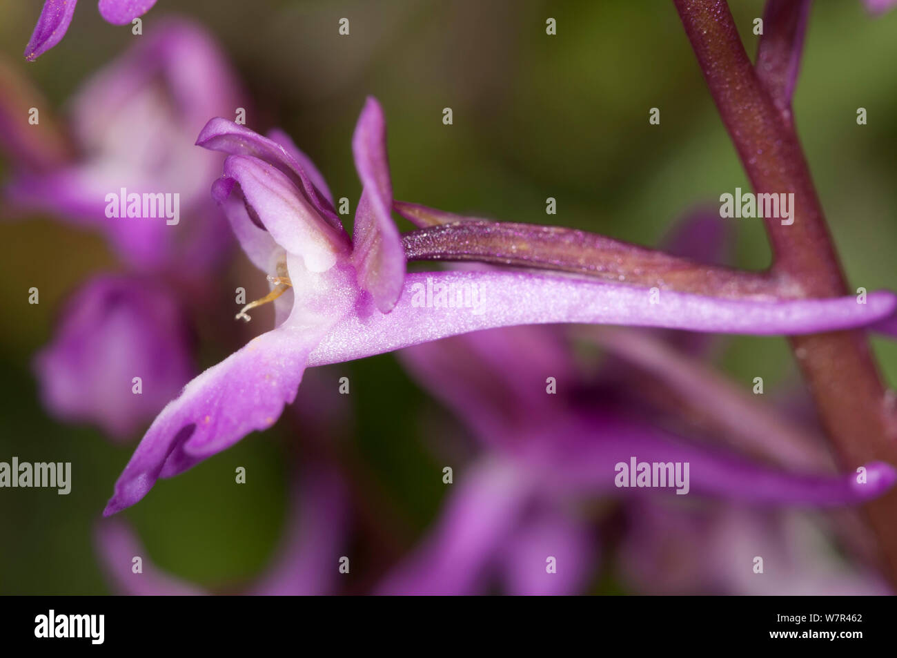 Anatolian Orchid (Orchis anatolica)  flower detail, a species of the eastern Mediterranean with a very long spur. Gious Kambos, Crete, April Stock Photo