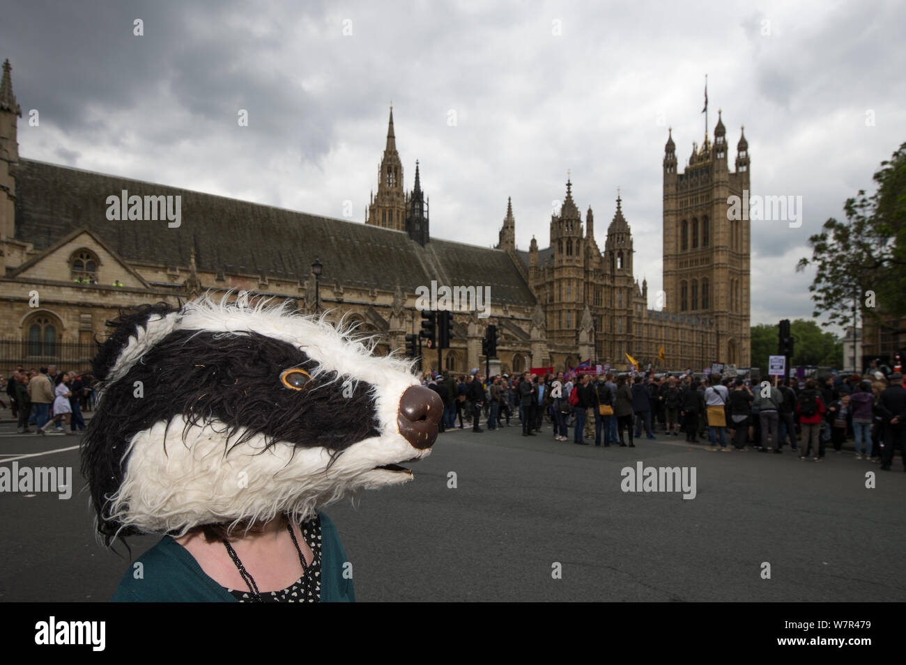 Anti badger cull protestor, with badger mask, outside the Houses of Parliament, London 1st June 2013 Stock Photo