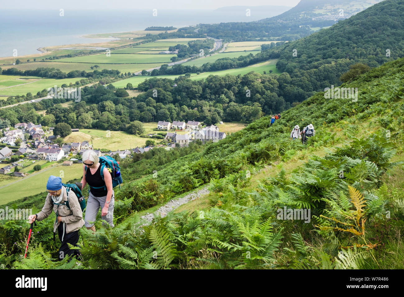 Hikers hiking on path through Bracken on Ffridd Ddu hillside on north coast above Abergwyngregyn, Gwynedd, Wales, UK, Britain Stock Photo