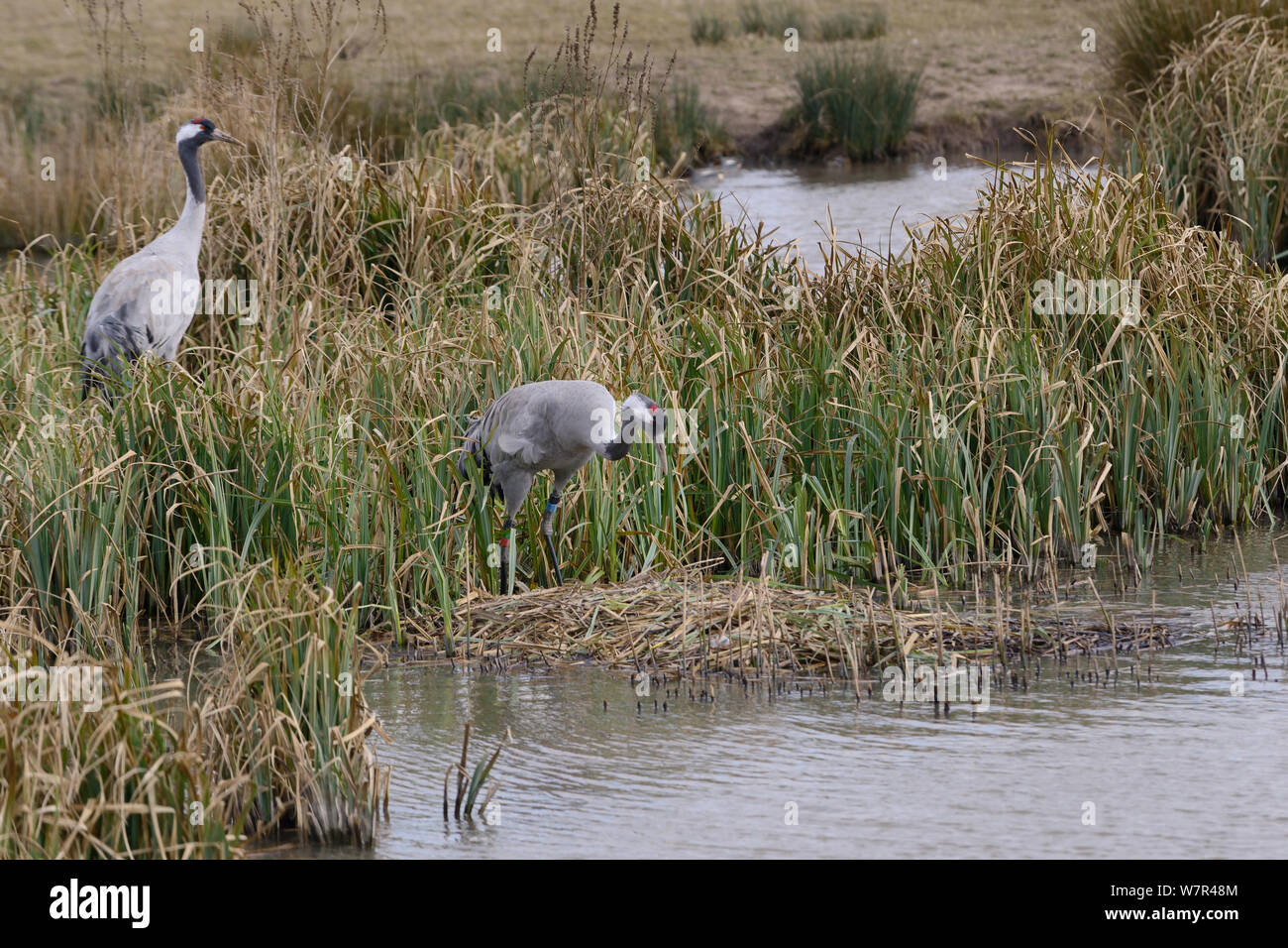 Three year old Common / Eurasian crane (Grus grus) pair 'Chris' and 'Monty' released by the Great Crane Project inspecting a nest they built in flooded marshland, Slimbridge, Gloucestershire, UK, April 2013. Stock Photo