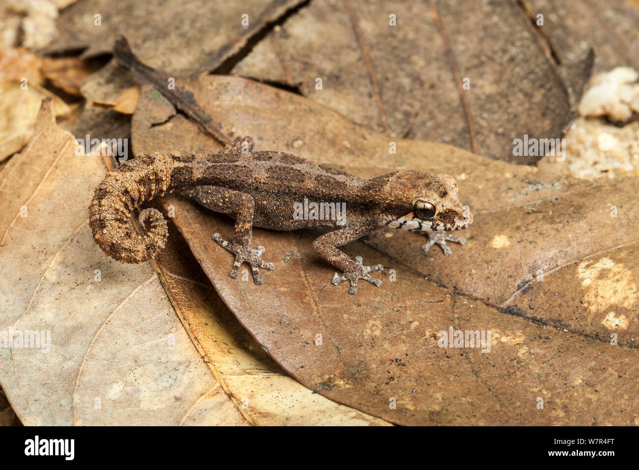 Grandidier's Gecko (Paroedura androyensis). Madagascar. Stock Photo