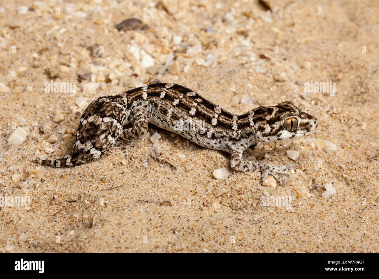 Viper / Carrot-tailed Gecko (Hemidactylus imbriacata / Teratolepis fasciata). Northern Cape, South Africa. Stock Photo