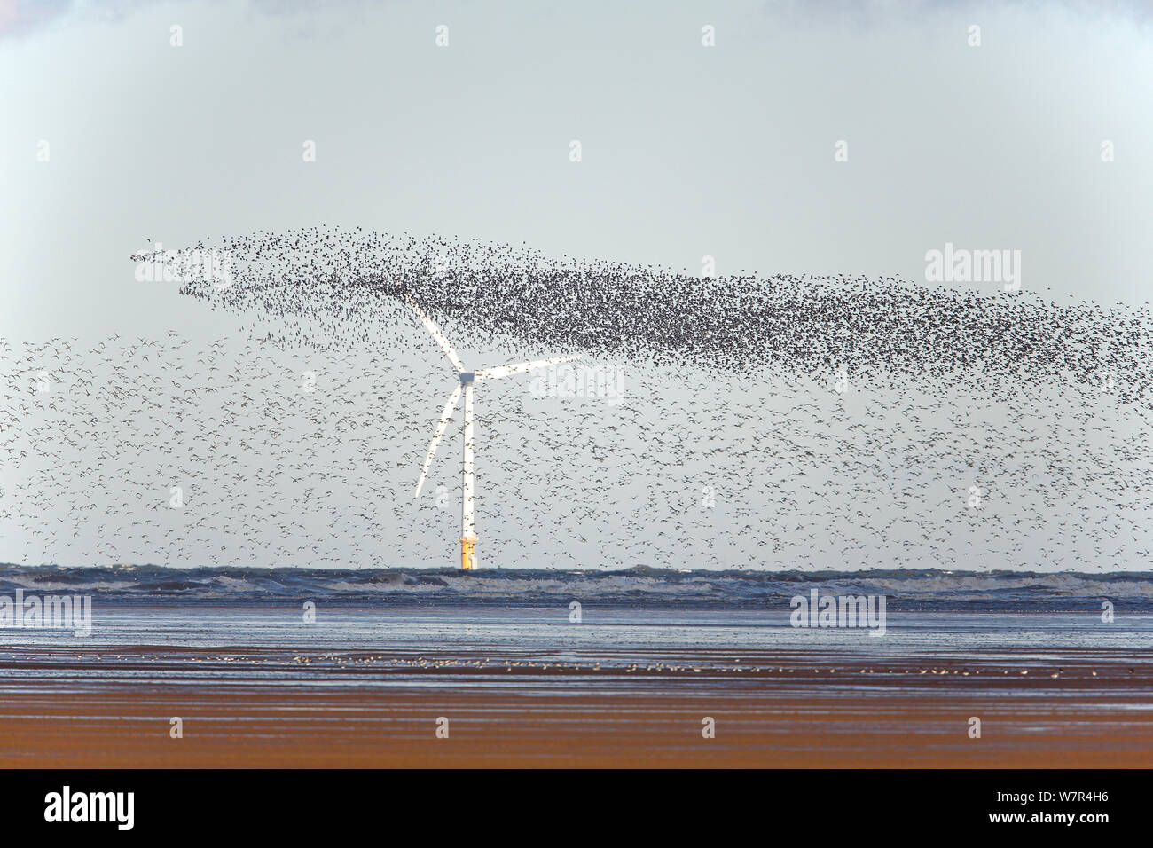 Knot (Calidris canutus) flocks in flight over Liverpool Bay with wind turbine in the background Liverpool Bay, UK, November Stock Photo