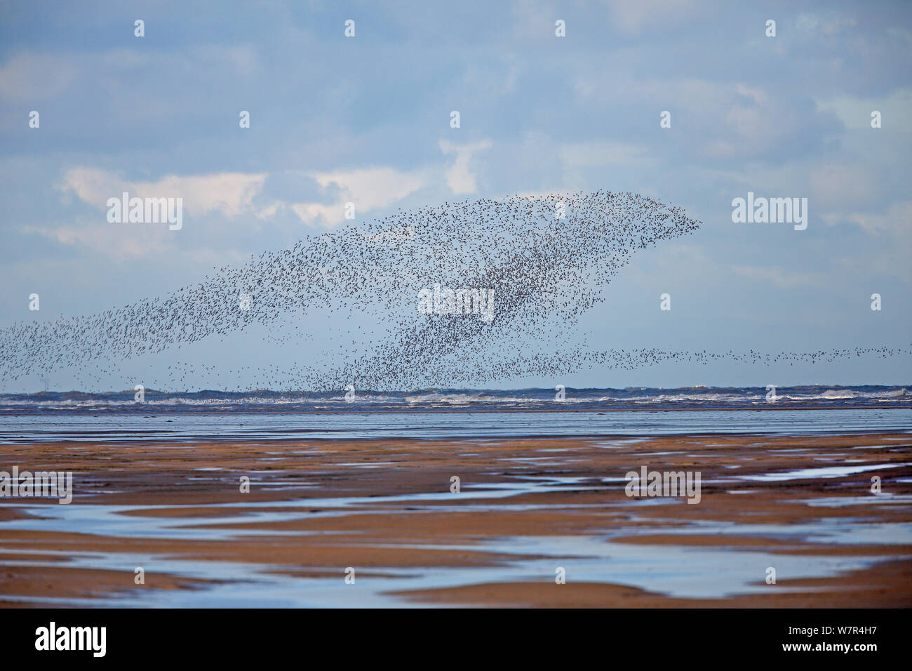 Knot (Calidris canutus) flocks in flight over Liverpool Bay, UK, November Stock Photo