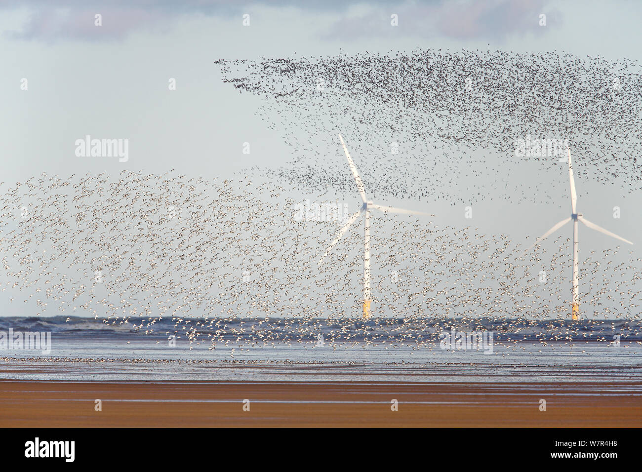 Knot (Calidris canutus) flocks in flight over Liverpool Bay with wind turbine in the background Liverpool Bay, UK, November Stock Photo