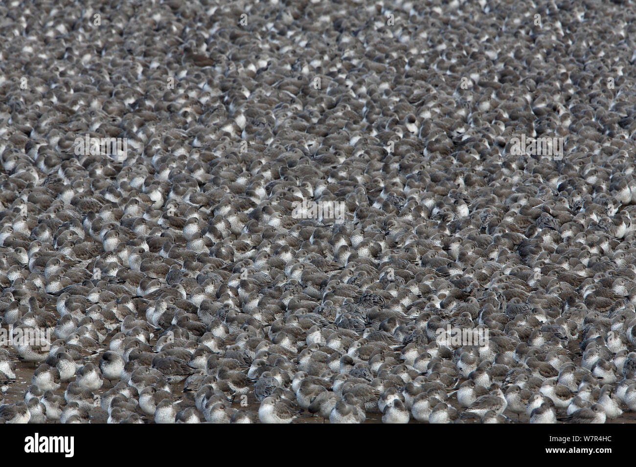Knot (Calidris canutus) tightly packed flock roosting on shore Liverpool Bay, UK, January Stock Photo