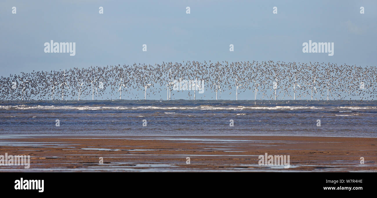 Knot (Calidris canutus) flock in flight over Liverpool Bay with wind turbines in the background, UK, November Stock Photo