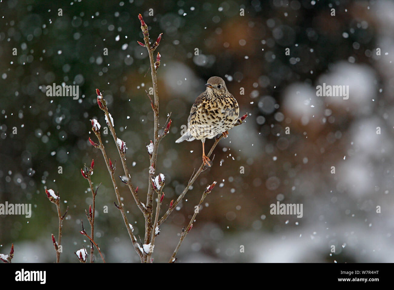 Mistle Thrush (Turdus viscivorus) perched in tree, in garden, in the snow Cheshire, UK, January Stock Photo