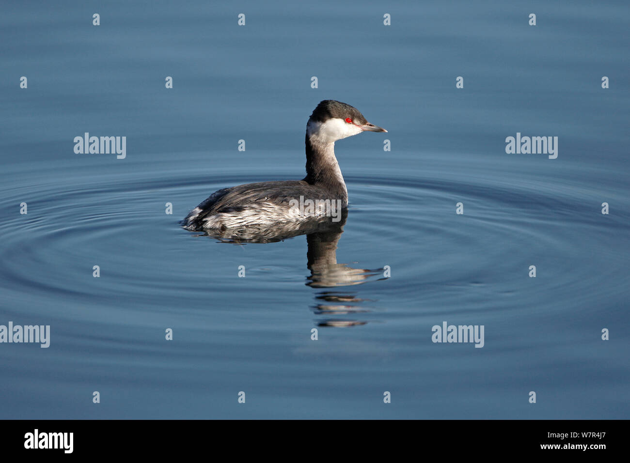 Slavonian Grebe (Podiceps auritus) in winter plumage, swimming on lake, in country park, Staffordshire, UK, February Stock Photo