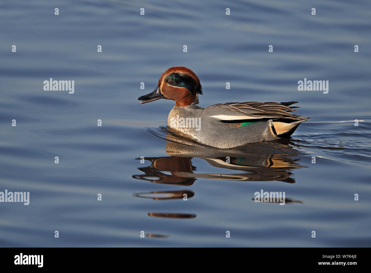 Teal (Anas crecca) male calling, swimming on lake Lancashire, UK, February Stock Photo