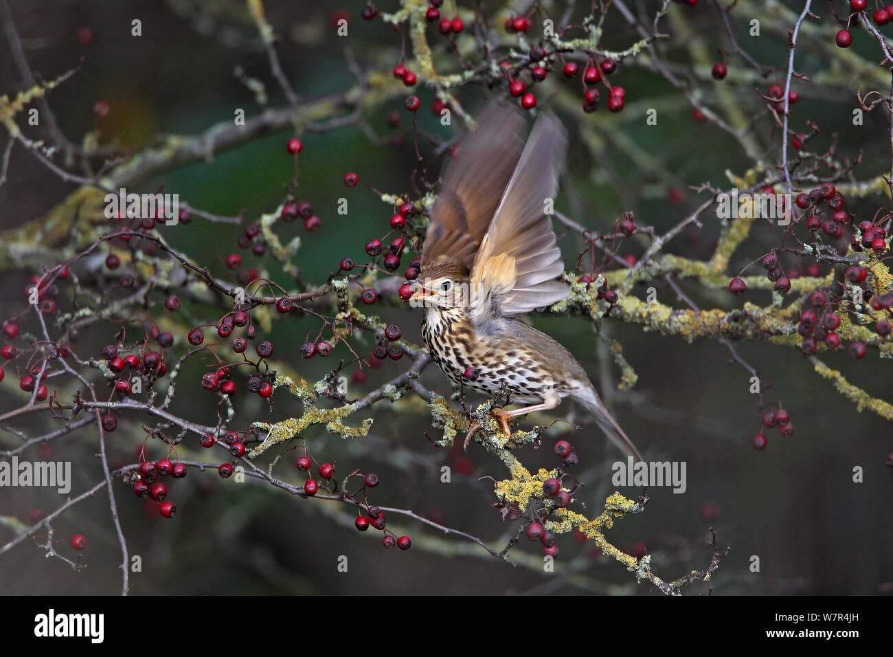Song Thrush (Turdus philomelos) taking flight with Hawthorn berry, in hedgerow on farmland, Cheshire, UK, November Stock Photo