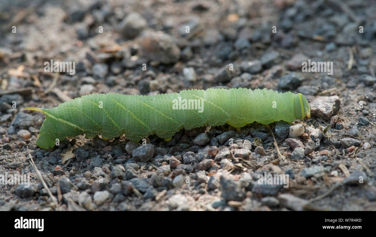 Eyed Hawk-Moth (Smerinthus ocellatus) caterpillar, Finland, August Stock Photo
