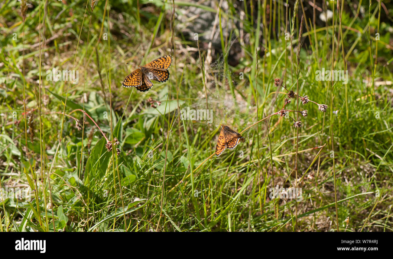 Glanville Fritillary (Melitaea cinxia) male chasing female, Finland, June Stock Photo