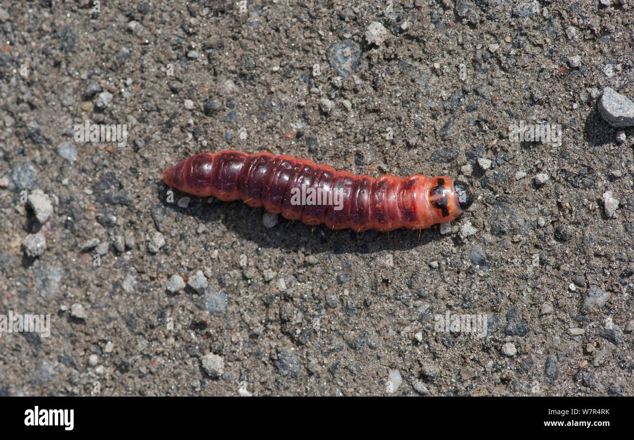 Goat Moth (Cossus cossus) larvae on ground, Finland, August Stock Photo