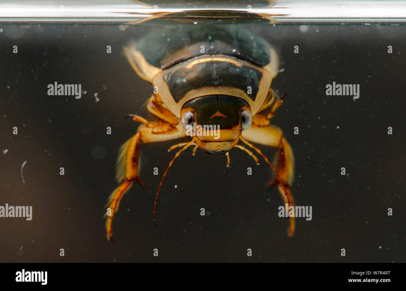 Great diving beetle (Dytiscus) underwater, Finland, October Stock Photo Alamy