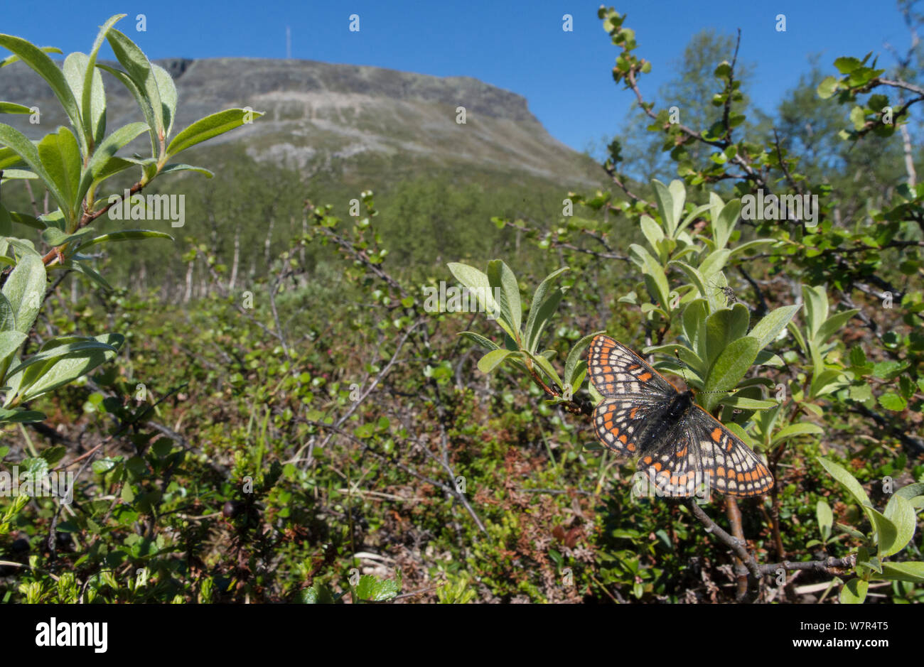 Lapland Fritillary (Euphydryas iduna) in habitat, Finland July Stock Photo