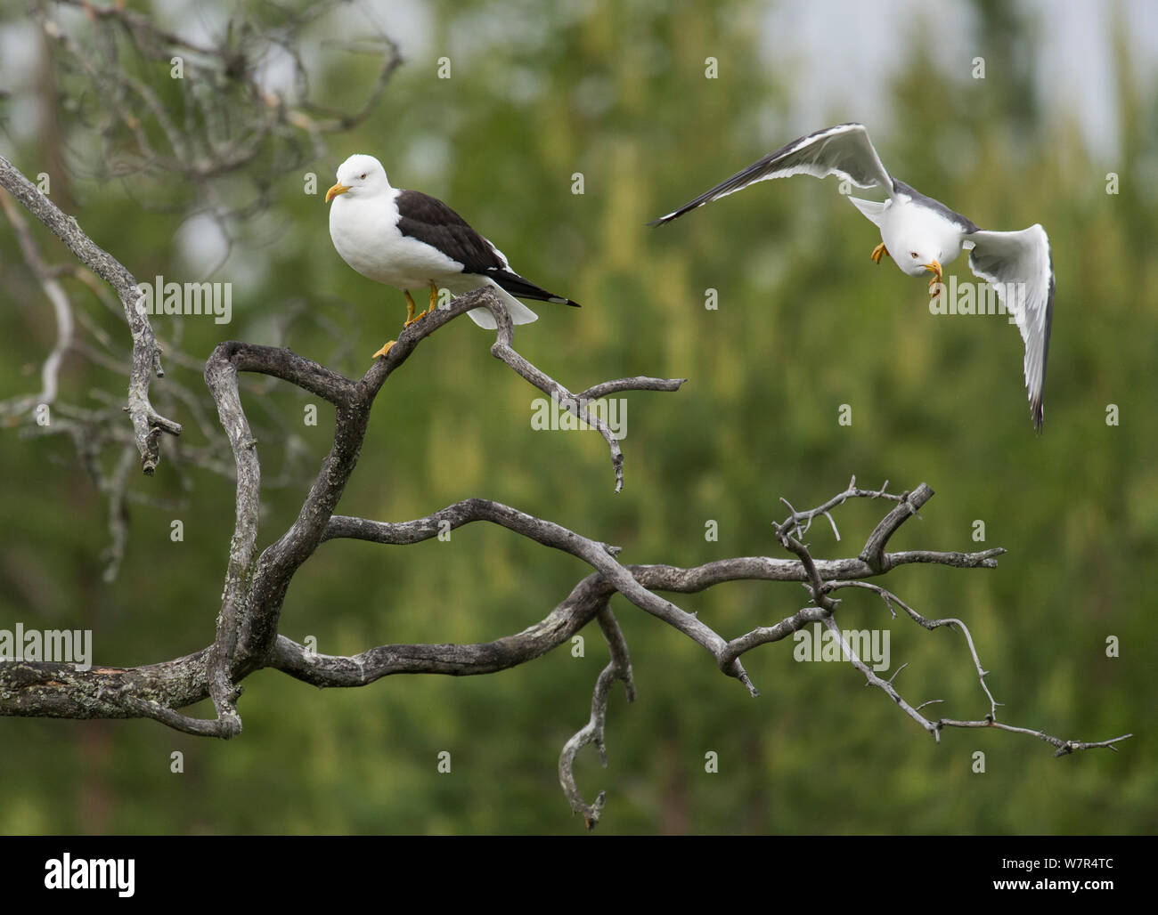Lesser Black-backed Gull (Larus fuscus) adults, Finland, June Stock Photo