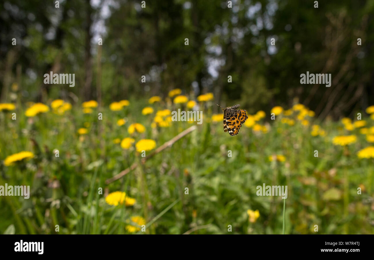 Map butterfly (Araschnia levana) in flight over flowers,  Finland, May Stock Photo