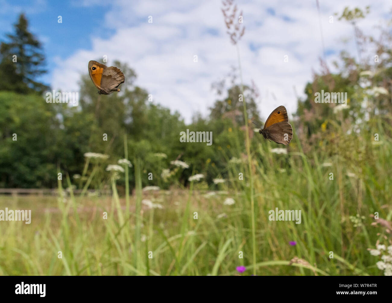 Meadow Brown butterfly (Maniola jurtina) male chasing female, Finland, July Stock Photo