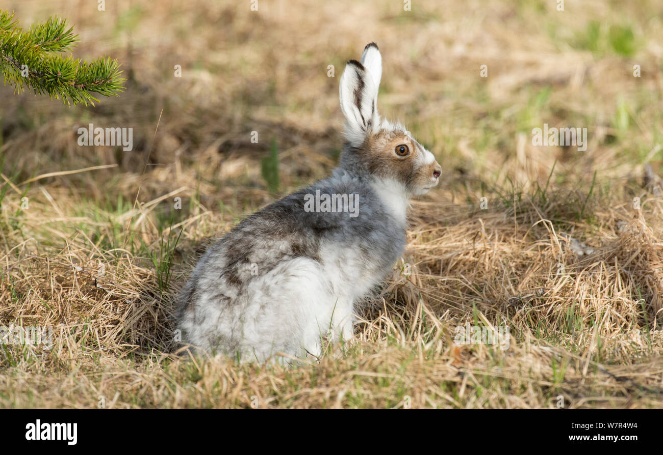 Mountain hare (Lepus timidus) with coat in mid moult, Finland, June Stock Photo