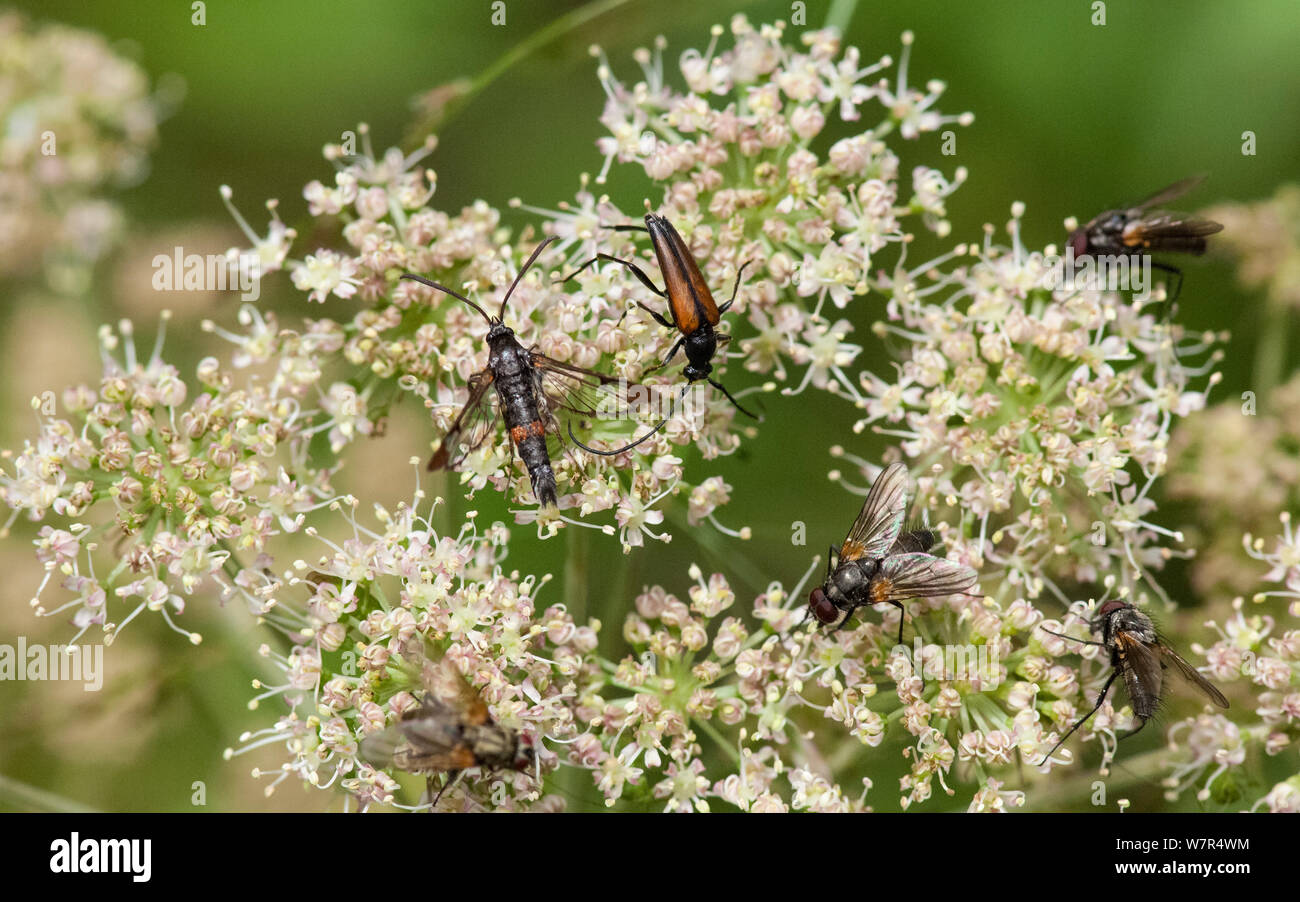 Red-tipped Clearwing Moth (Synanthedon formicaeformis)  adult among a beetle and flies on  Umbellifera (Umberlliferae / Apiacea) flower, Finland, July Stock Photo