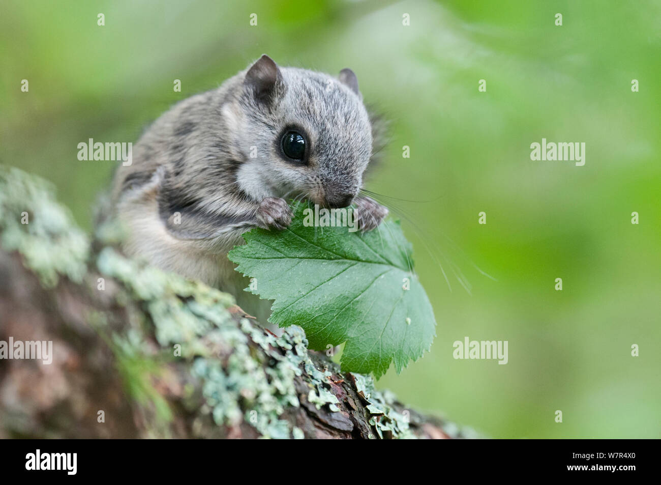 Siberian flying squirrel (Pteromys volans) eating leaves, Finland, May Stock Photo