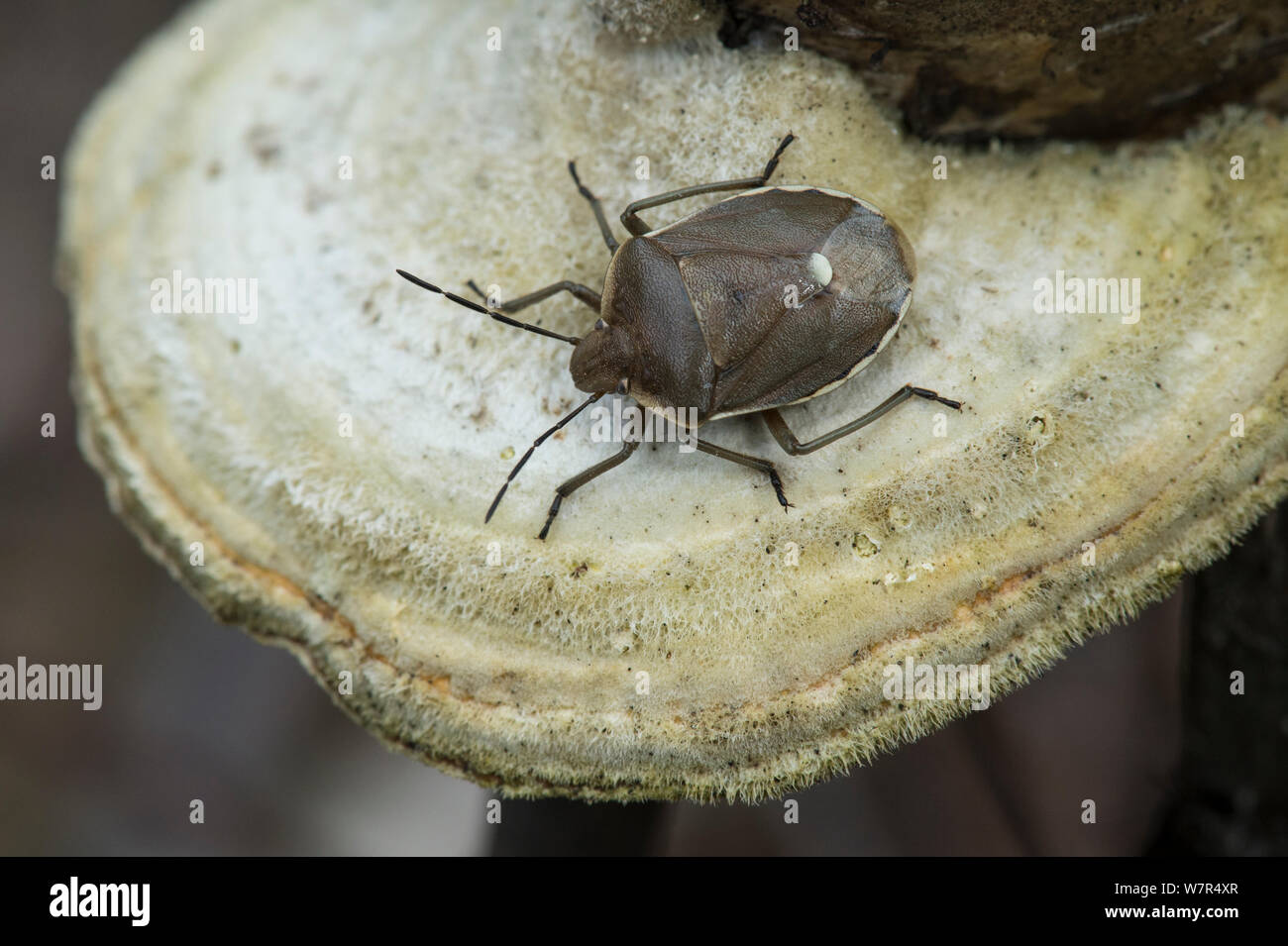Stink Bug (Chlorochroa pinicola) adult on fungus, Finland, May Stock Photo