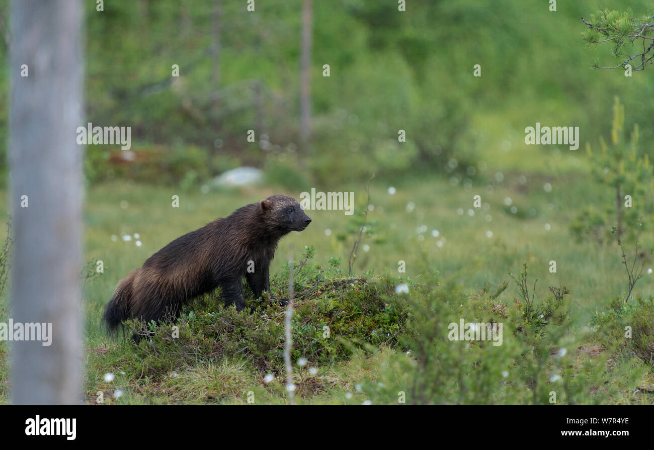 Wolverine (Gulo gulo) looking around from a tussock of heather, Finland, June Stock Photo