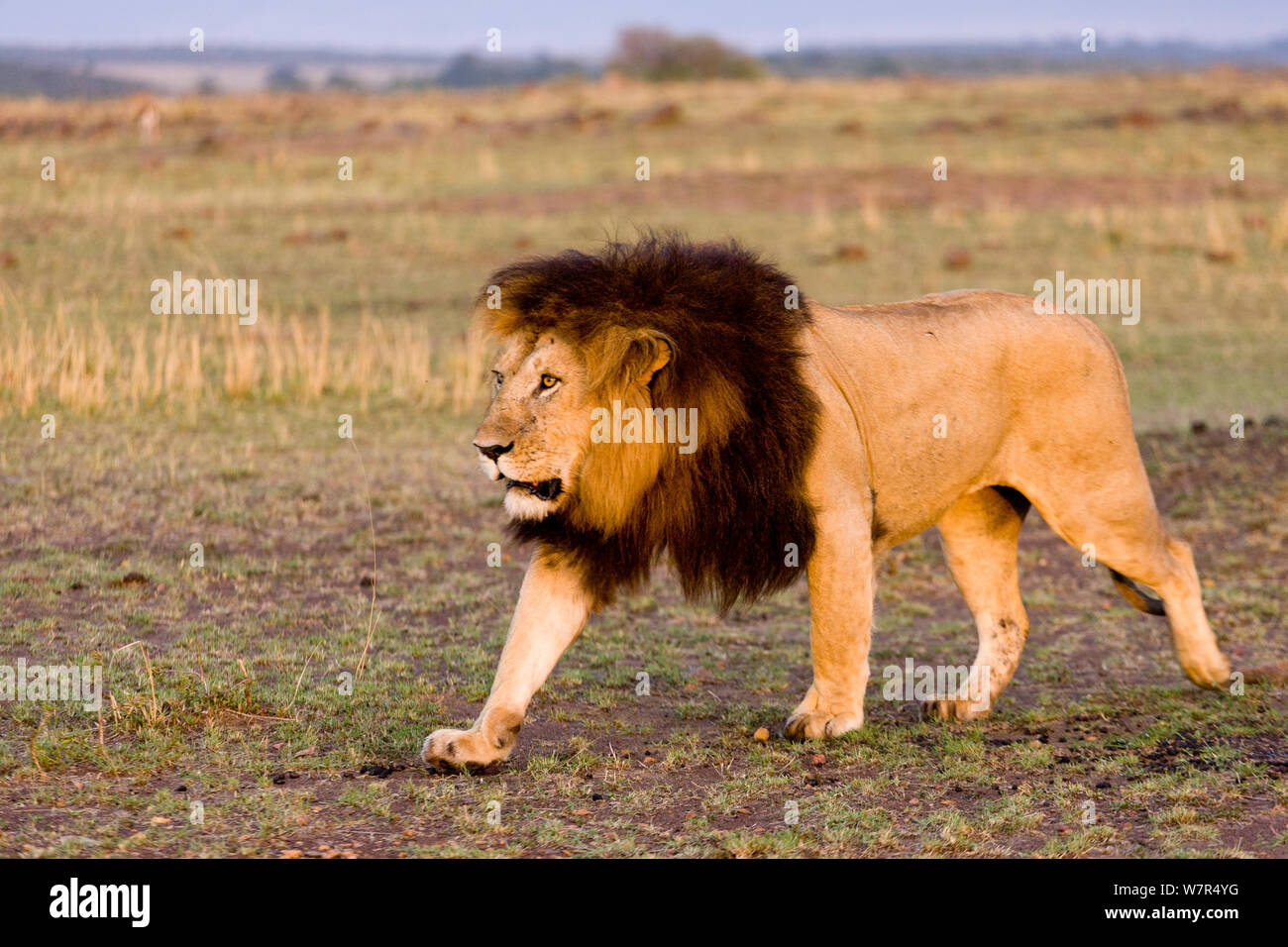 Male lion (Panthera leo) walking in the Masai Mara Game Reserve, Kenya ...
