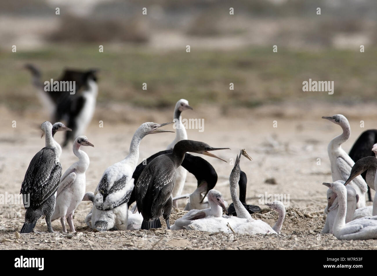 Socotra Cormorant (Phalacrocorax nigrogularis) adults and fledglings in colony. Saudi Arabia, Arabian Gulf. Stock Photo
